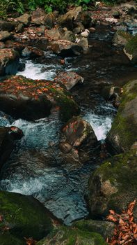 Peaceful stream with mossy rocks and autumn leaves in Kam'yanka, Ukraine.