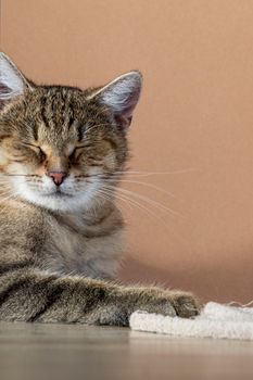 Close-up of a calmly sleeping cat in warm natural light, exuding tranquility.