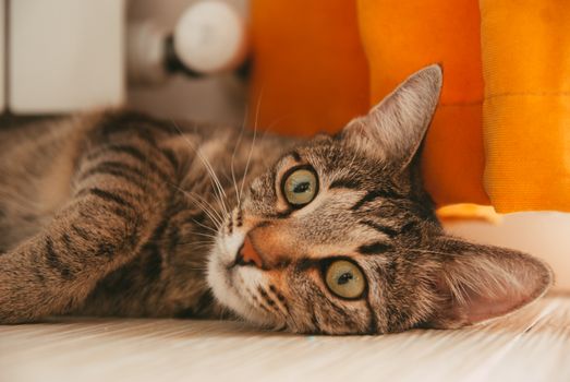 Close-up of a tabby cat relaxing on a wooden floor with an orange backdrop, showcasing its calm demeanor.