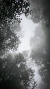Foggy view of lush forest canopy in Valle Grande, Jujuy, Argentina, creating a mysterious atmosphere.