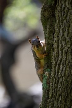 Fox squirrel (Sciurus niger) peeking from behind a tree trunk in a forest setting.