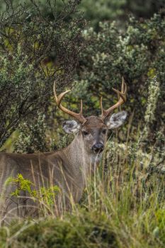 Stunning portrait of a white-tailed deer in the lush wilderness of Guasca, Colombia.