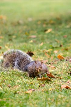Close-up portrait of an eastern gray squirrel on grass in Toronto park.