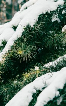 Close-up of snow-laden pine branches during winter in Nanjing, China.