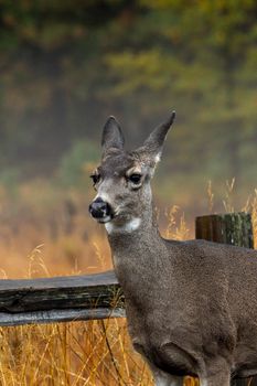 Close-up of a mule deer against a blurred autumn forest background, showcasing nature's beauty.