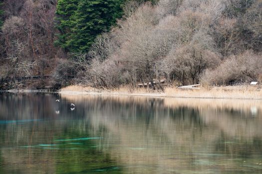 Peaceful lake with reflections surrounded by lush trees in Sichuan, China.