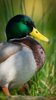 Detailed image of a vibrant male mallard duck with green head in natural setting.