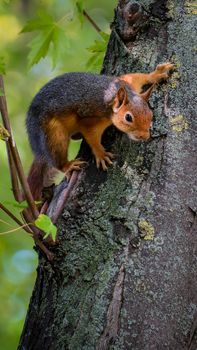 Squirrel climbing a tree in Bursa, Türkiye, showcasing vibrant fur amidst lush greenery.