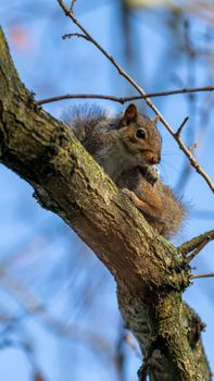 Cute grey squirrel sitting on a tree branch in Polesworth, England, during a sunny day.