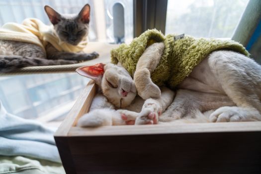 Two Devon Rex cats peacefully napping by a window, wrapped snugly in sweaters.