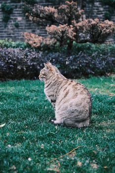 A relaxed tabby cat sits on green grass in a tranquil garden, capturing a peaceful outdoor moment.