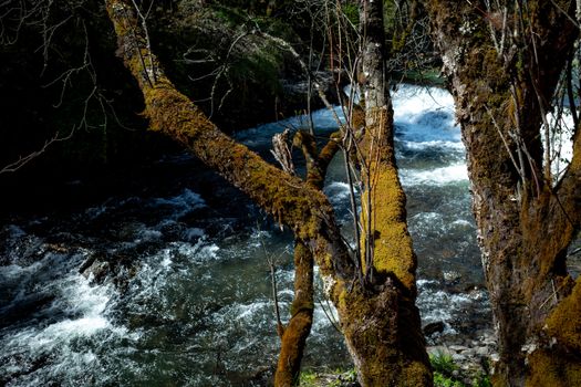 Moss-covered trees by a flowing river in Sichuan, China. Ideal for nature and travel themes.