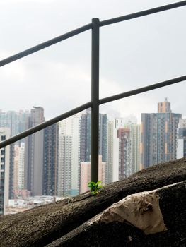 A small plant thriving amid urban structures with Hong Kong's skyline in the background.