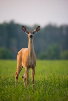 A lone deer stands gracefully in a lush green meadow, surrounded by nature's beauty.