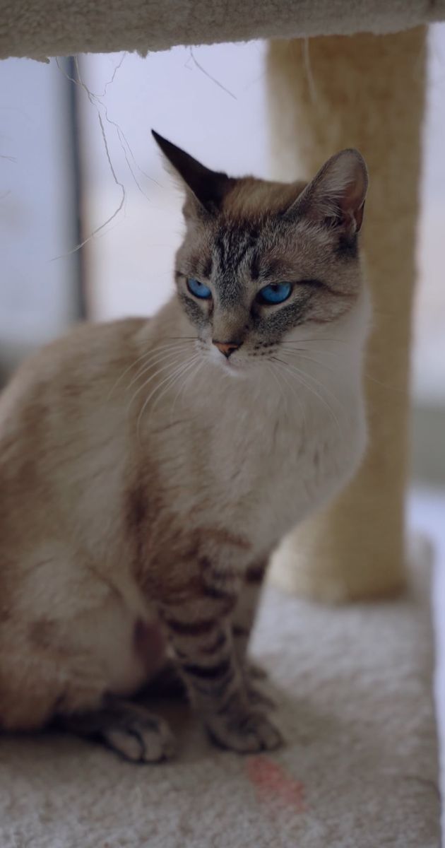 猫素材 - 猫 /  Ali  Alcántara