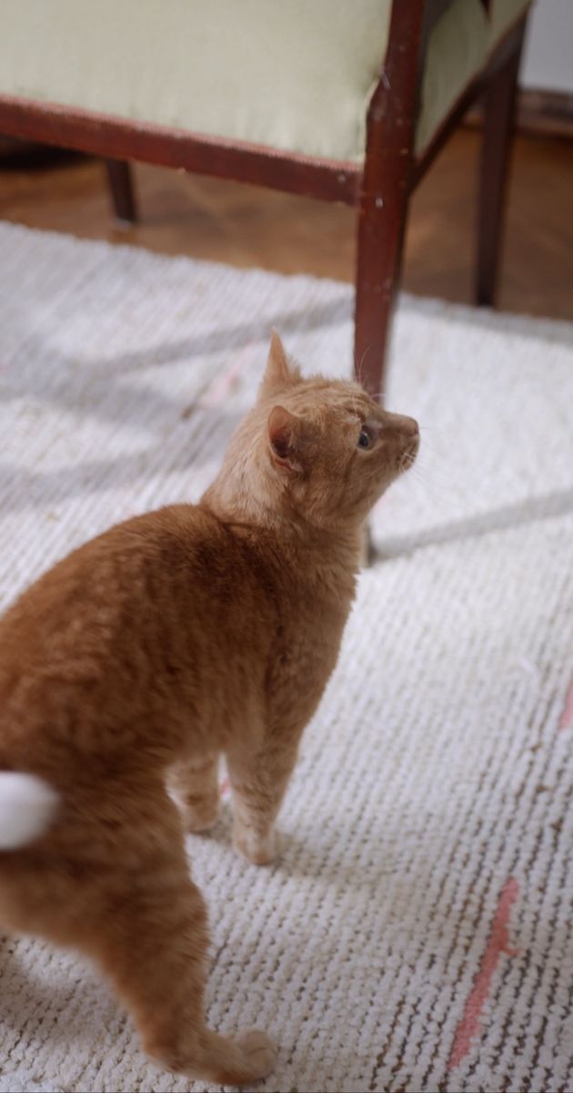 猫素材 - 猫 /  cottonbro studio
