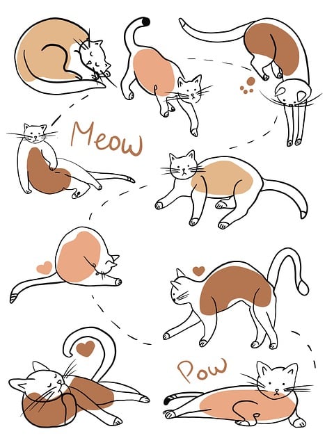 猫素材 - 猫 /  猫涂鸦 /  猫图画 /  自然 /  动物 /  猫草图