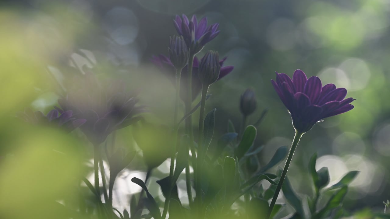 光影素材 - 花 /  玛格丽特 /  花园 /  紫色 /  紫色的 /  光 /  光影戏 /  散景