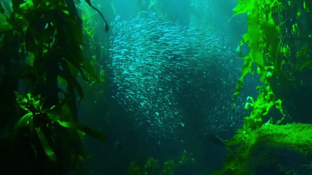 动物素材 - 海 /  海洋 /  动物 /  荒野 /  野生动物 /  自然 /  引人注目