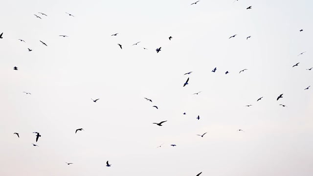 动物素材 - 鸟类 /  群 /  飞 /  天空 /  圆圈 /  自由 /  动物