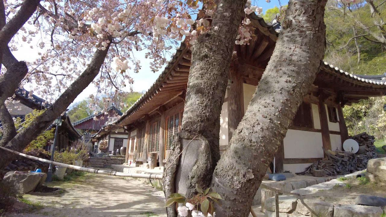 美女素材 - 树 /  樱花盛开 /  花朵 /  春天 /  韩屋 /  韩国 /  韩国的樱花 /  韩国美女 /  樱花 /  传统的韩国房子