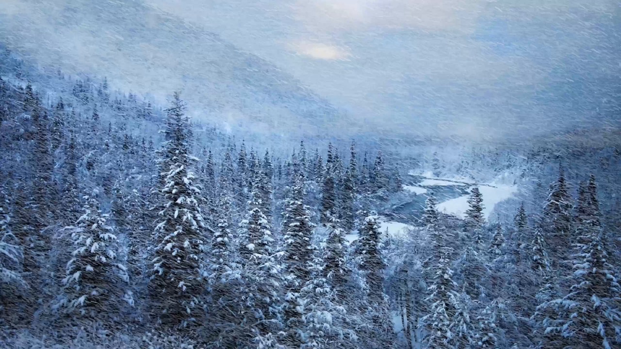 美女素材 - 雪 /  降雪 /  冬季仙境 /  雪花 /  下雪天 /  冬季现场 /  雪景 /  外面下雪 /  冬天的天气 /  下雪 /  暴风雪 /  冬季美学 /  舒适的冬天 /  飘落的雪 /  冬天的感觉 /  白雪皑