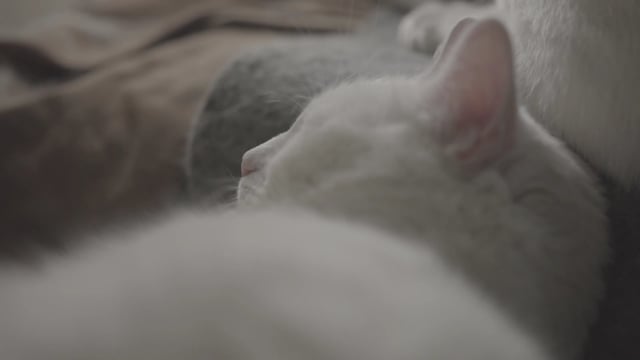 猫素材 - 猫 /  睡觉 /  宠物 /  舒适 /  白色猫咪 /  动物 /  国内的猫