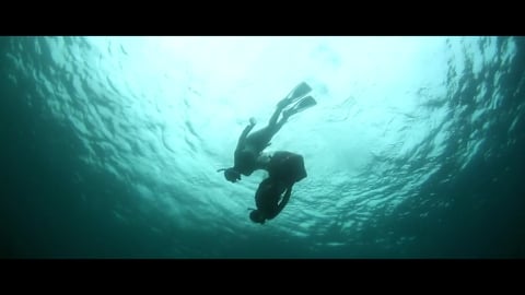 动物素材 - 潜水 /  海豹 /  水下 /  动物 /  水肺潜水 /  闲暇 /  破坏 /  鱼 /  动物群 /  珊瑚 /  海狮 /  野生动物 /  海蜇 /  生活 /  海洋 /  海 /  水 /  透明的 /  清除