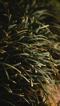 Detailed view of Ophiopogon Japonicus leaves, showcasing natural texture and growth.