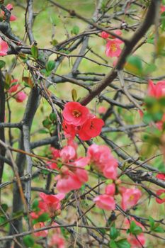 Close-up of vibrant pink quince blossoms on branches, showcasing spring's beauty.