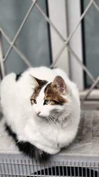 A fluffy domestic cat sits peacefully by a window, looking relaxed and content.