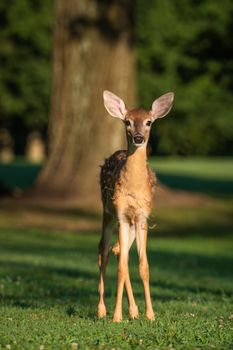 A fawn standing gracefully in a sunlit forest clearing with a vibrant green backdrop.