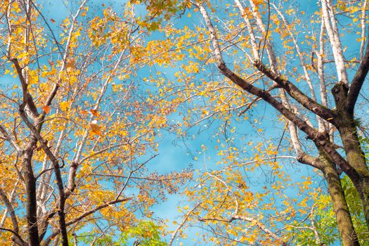 Vibrant autumn trees with yellow leaves against a clear blue sky in Taipei City.