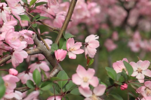 Beautiful pink sakura blossoms blooming in a park during springtime in Nanjing, China.