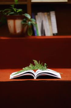 A serene still life of an open book with a fern leaf on an orange surface, ideal for educational themes.