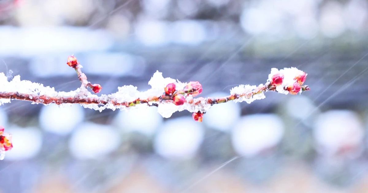 雪花素材 - 雪花 /  Geun Goh