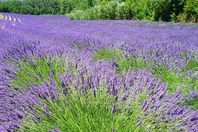 香薰素材 - 薰衣草 /  花朵 /  薰衣草田 /  紫色的花朵 /  花卉背景 /  盛开 /  开花 /  植物群 /  自然 /  美丽的花朵 /  薰衣草花 /  薰衣草种植 /  花壁纸 /  农业 /  野生植物 /  野花 