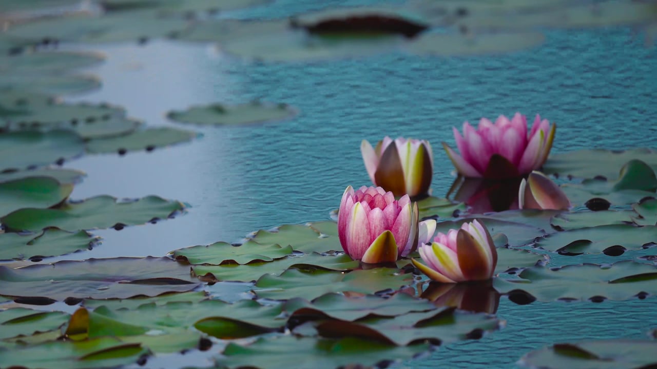 公园素材 - 睡莲 /  莲花 /  池塘 /  水生植物 /  野花 /  湖 /  公园 /  大韩民国 /  壁纸