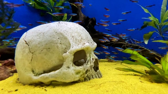 霓虹素材 - 水族馆 /  霓虹鱼 /  骷髅和交叉骨 /  颅骨 /  鱼 /  水 /  游泳 /  一群