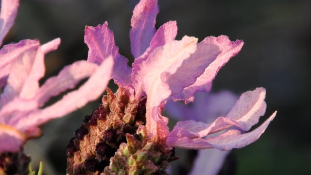 香薰素材 - 亚灌木 /  花朵 /  法国薰衣草 /  常绿 /  西班牙薰衣草 /  顶级薰衣草 /  木质的 /  苞片薰衣草 /  蝴蝶薰衣草