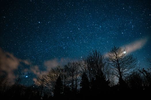 A breathtaking view of a star-filled night sky with silhouetted trees beneath.