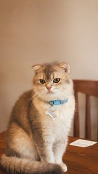 Charming Scottish Fold cat with a blue collar sitting on a table indoors.