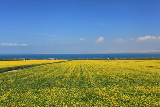 Expansive yellow flower field under blue sky by the ocean. Perfect for nature and travel themes.