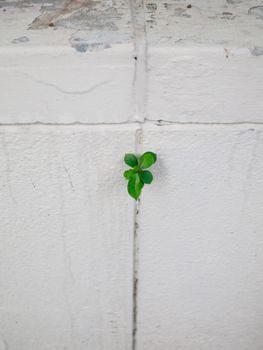 A small plant defies the odds by growing from a crack in a Hong Kong concrete wall.