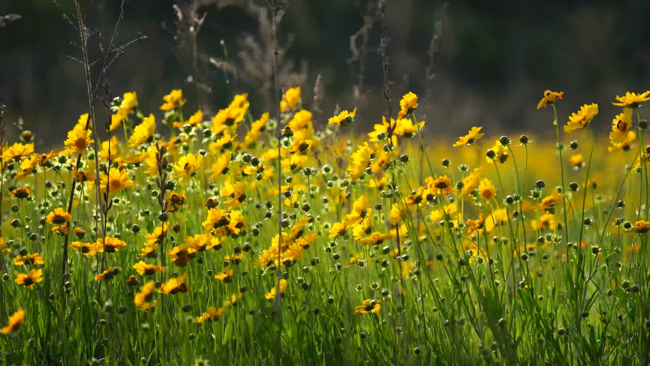 国风素材 - 野花 /  植物 /  原野 /  风 /  金溪国 /  春天 /  自然